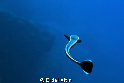 remora fish by Erdal Altın 